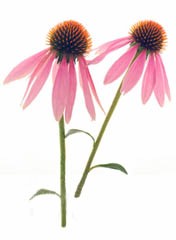 Echinacea Flower Logo